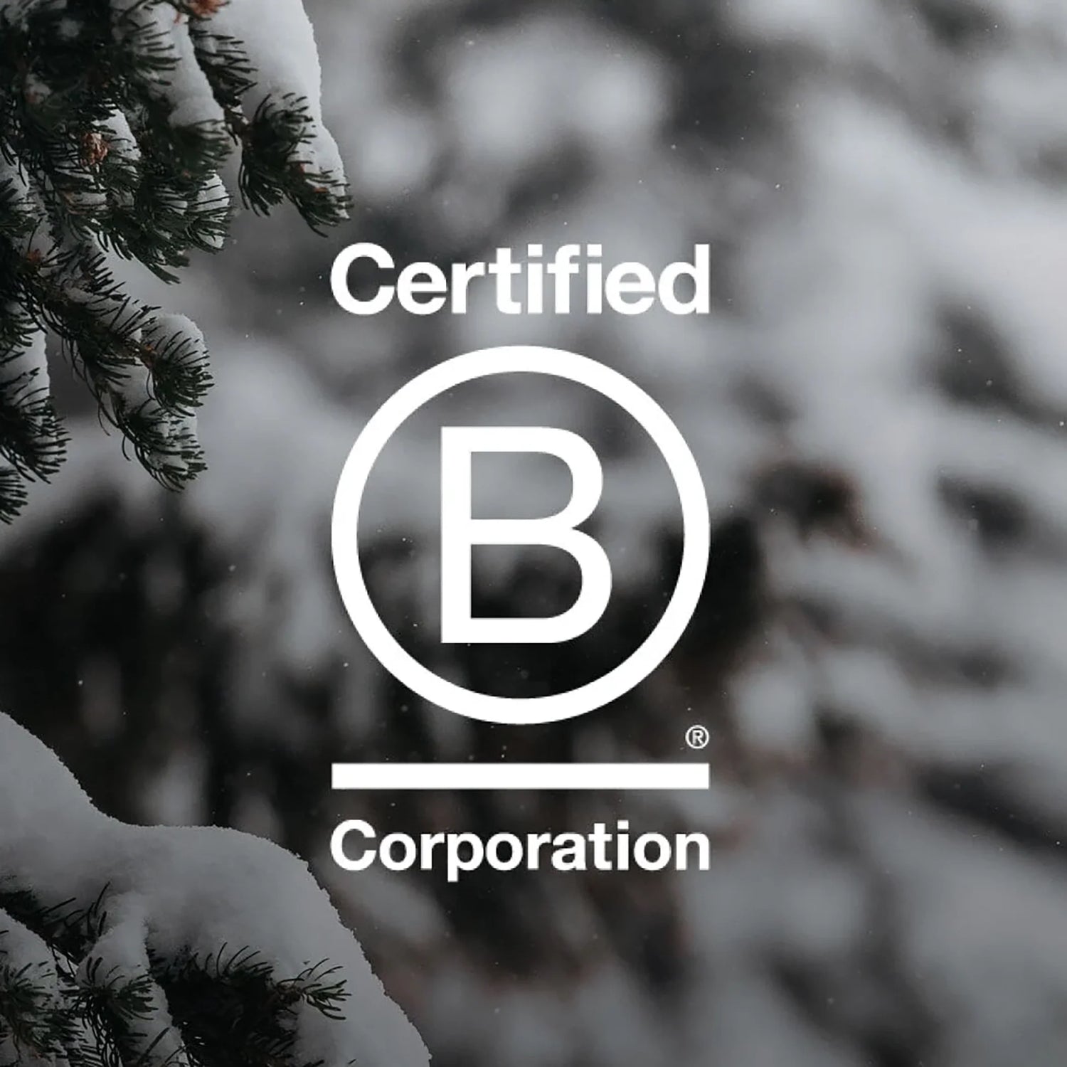 B Corporation logo