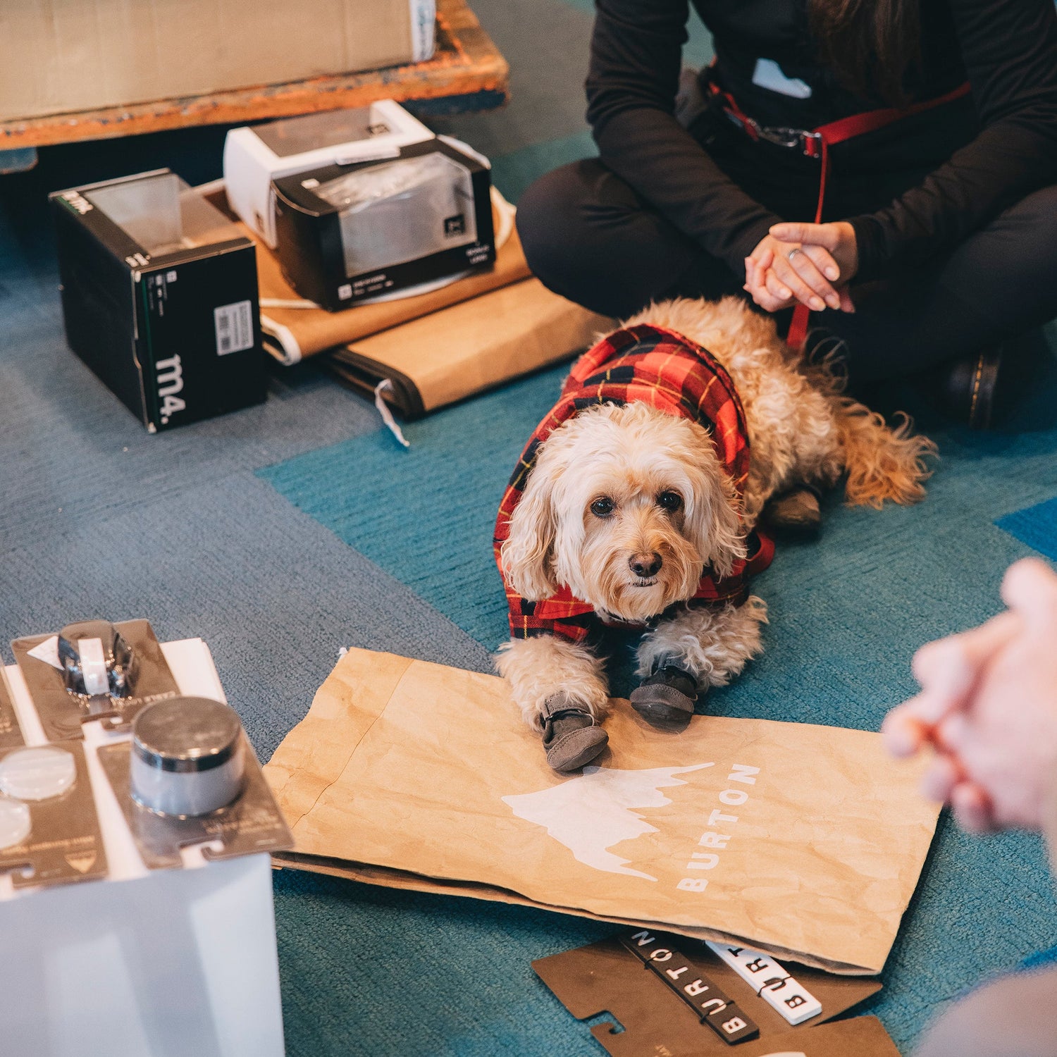 dog poses next to Burton paper fiber snowboard packaging sleeve